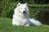 SAMOYEDE 026